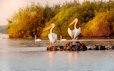 Pelican colony in the Danube Delta